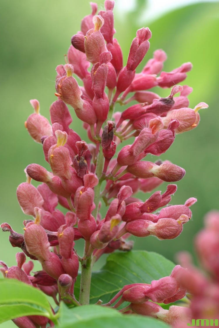 Aesculus pavia L. (red buckeye), close-up of inflorescence