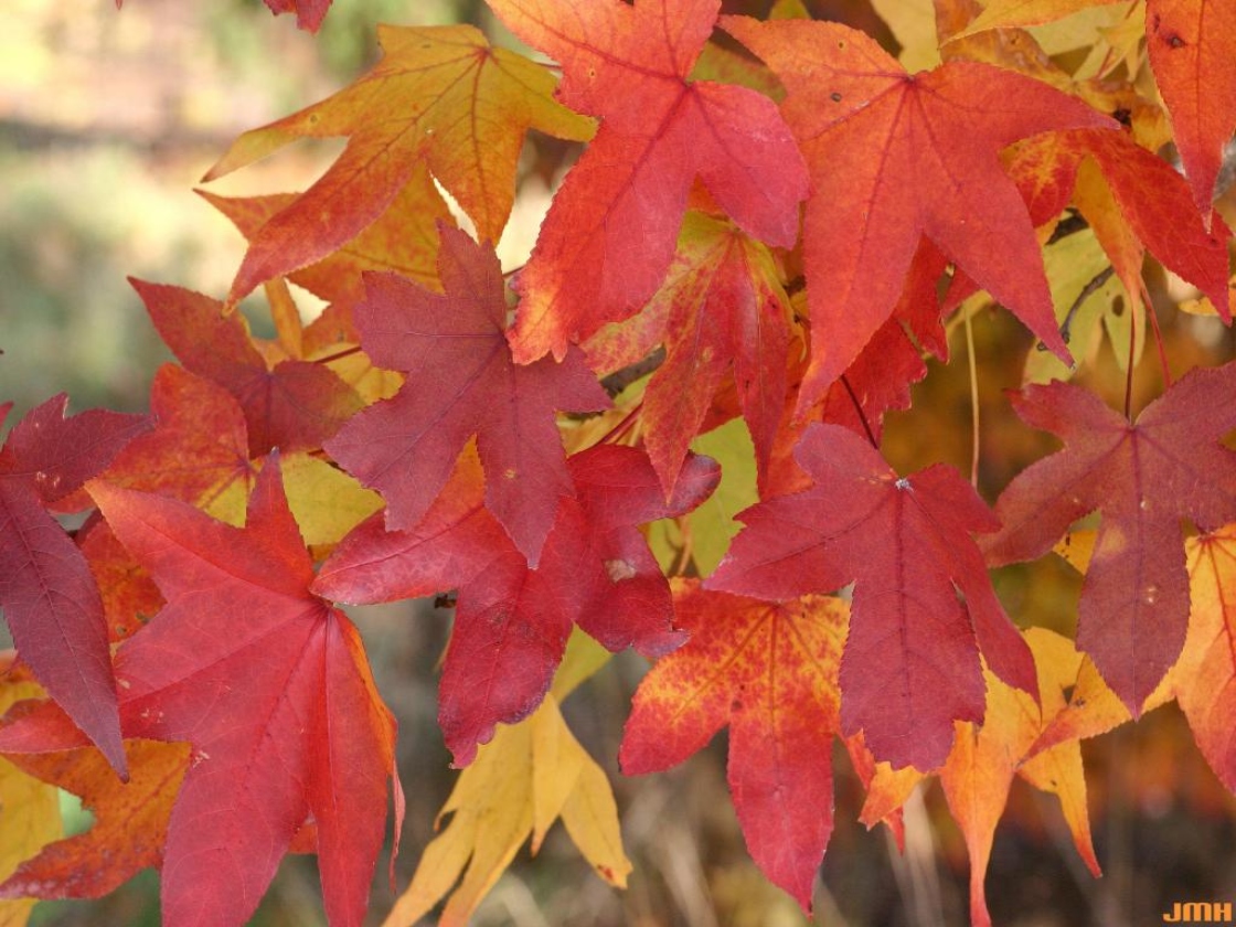 Liquidambar styraciflua (sweet-gum), leaves, fall color