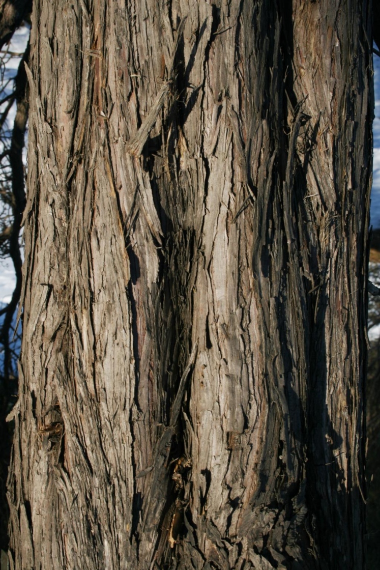 Juniperus chinensis 'Columnaris' (Columnar Chinese Juniper), bark, trunk