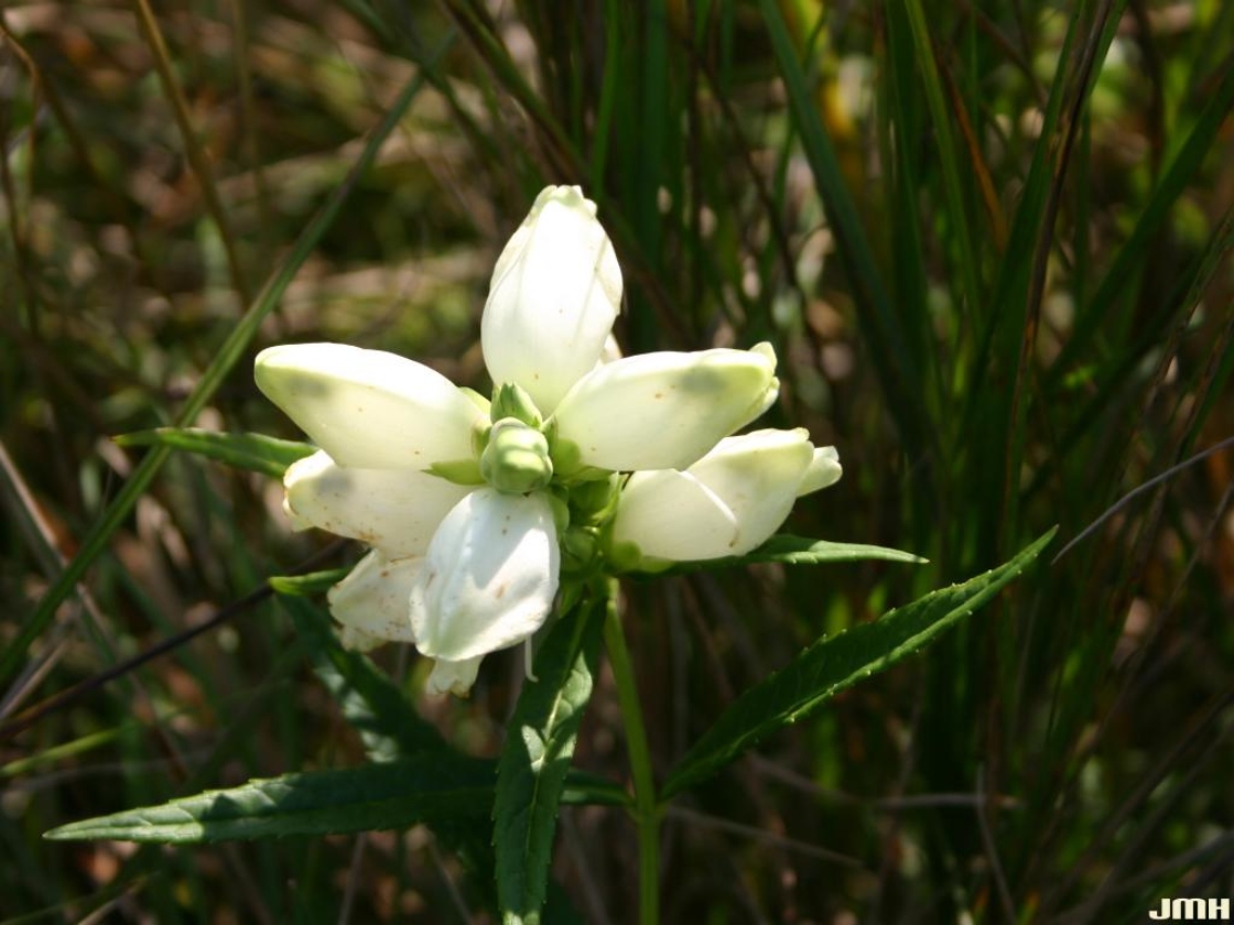 Chelone glabra L. (white turtle-head), close-up of flowers