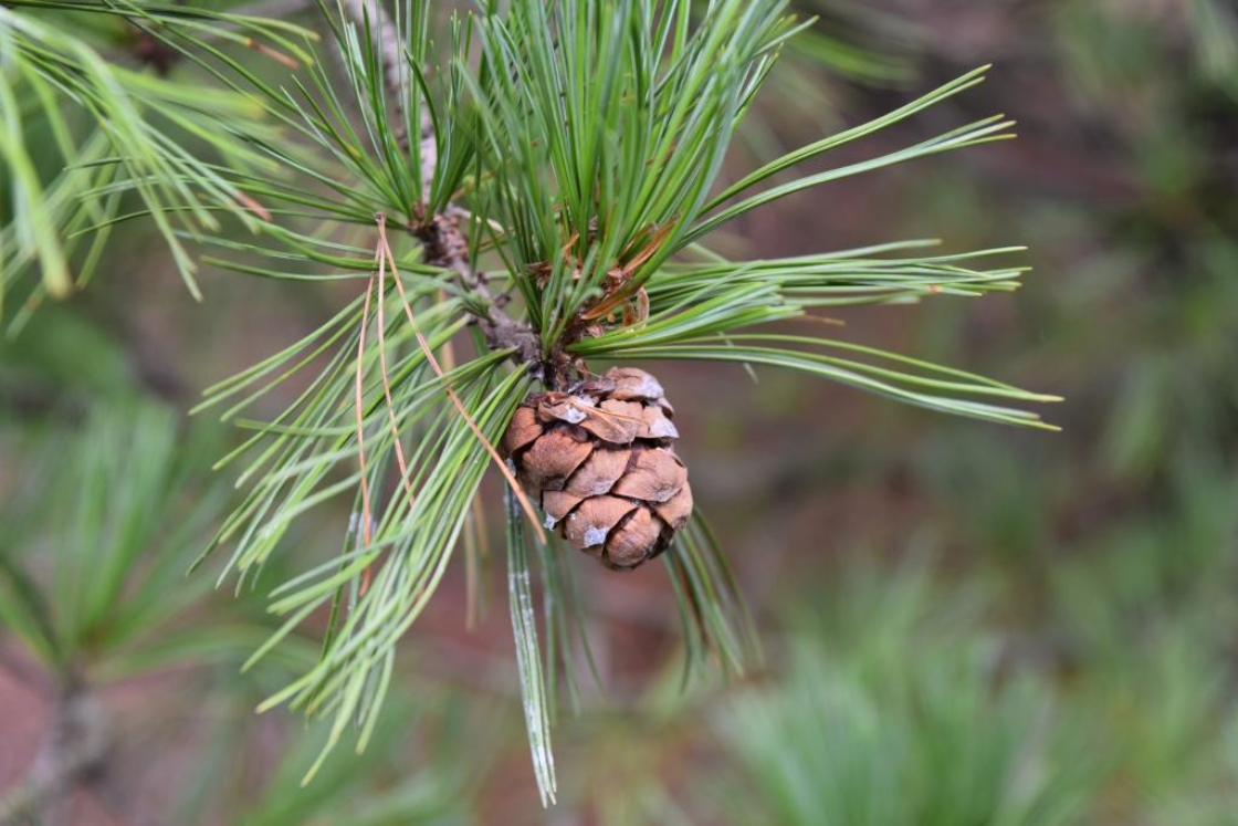 Pinus cembra (Swiss Stone Pine), cone, mature