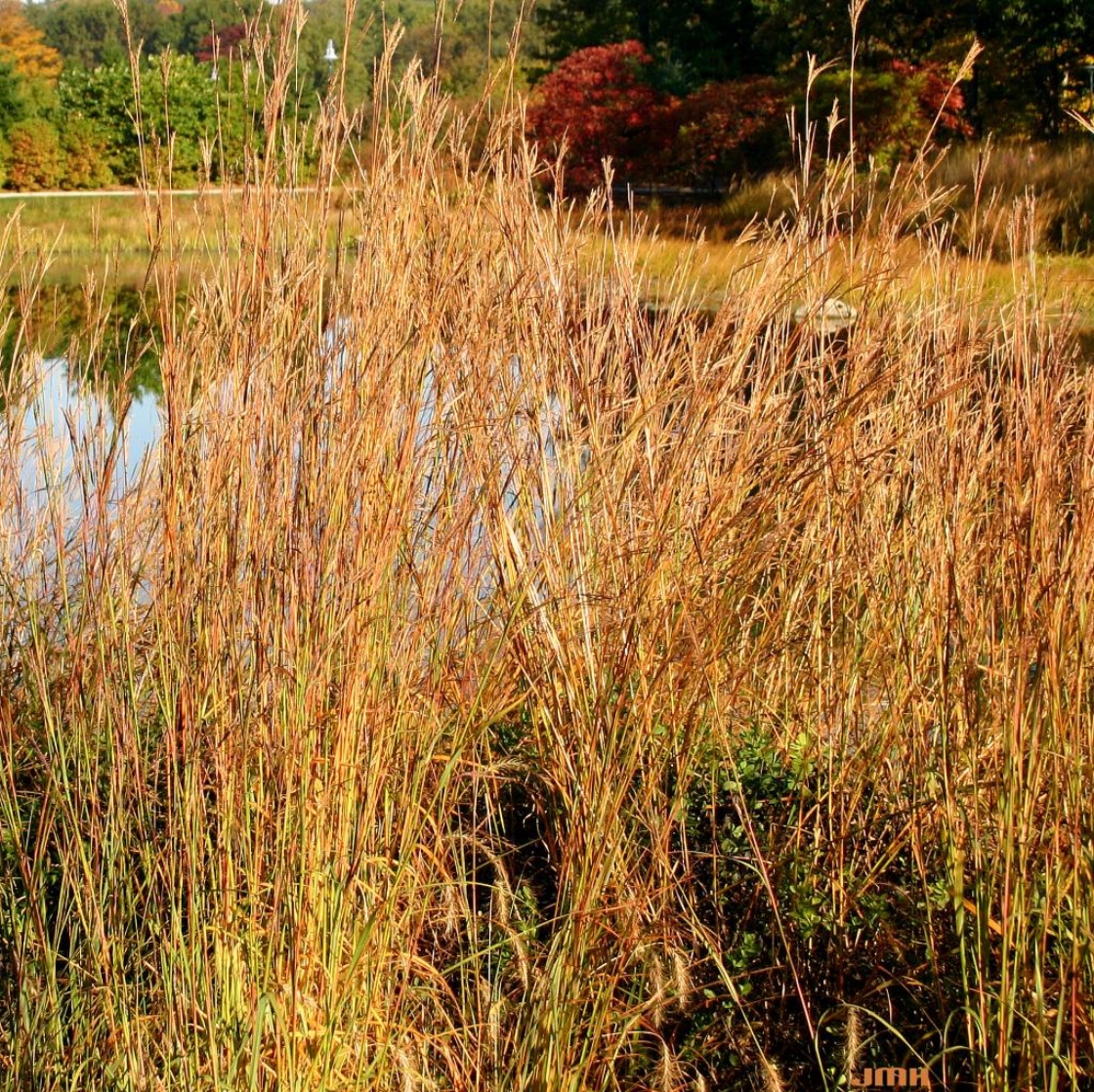 Andropogon gerardii Vitman (big bluestem), leaves and inflorescence