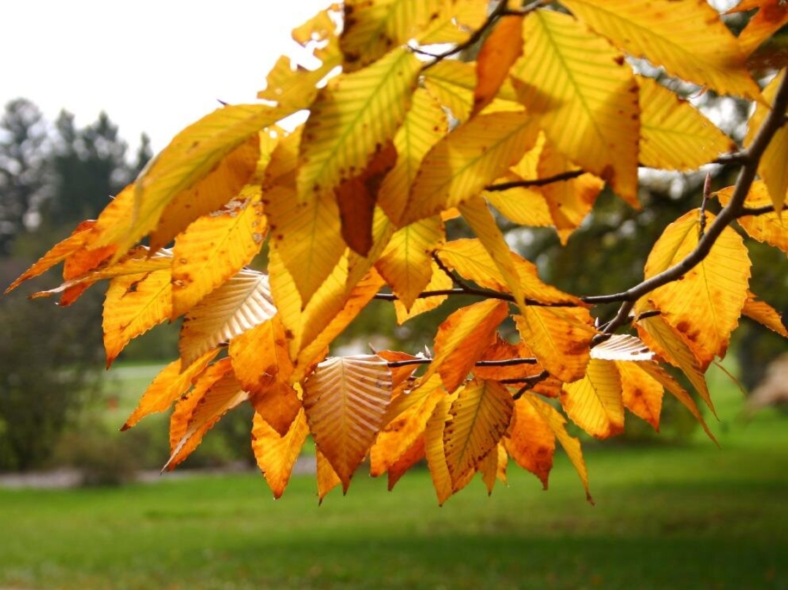 Fagus grandifolia Ehrh. (American beech), leaves, fall color