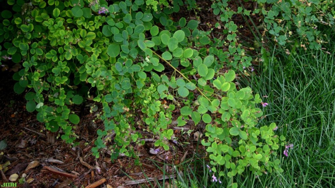 Lespedeza bicolor Turcz. (shrub bush-clover), leaves