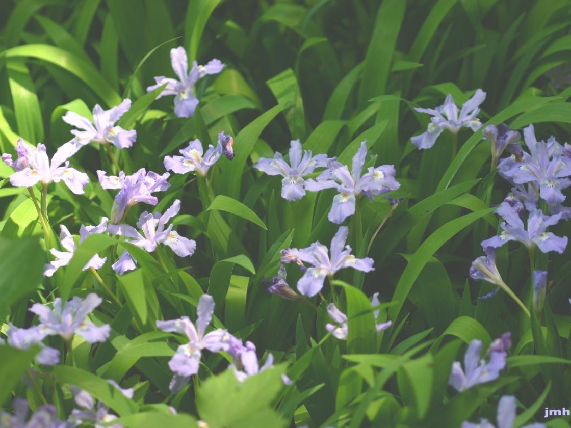 Iris cristata Solander ex Aiton (dwarf crested iris), growth habit