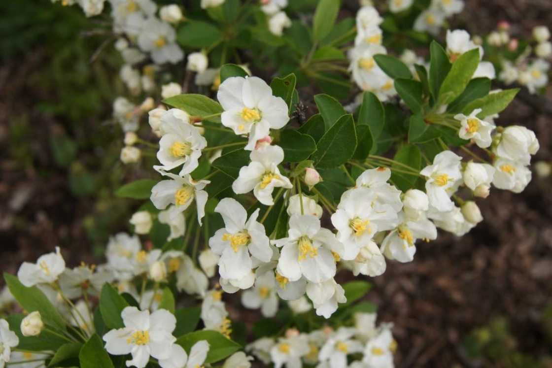 Malus sargentii (Sargent's Crabapple), inflorescence