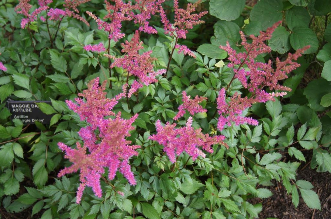 Astilbe 'Maggie Daley' (Maggie Daley Astilbe), habit, summer