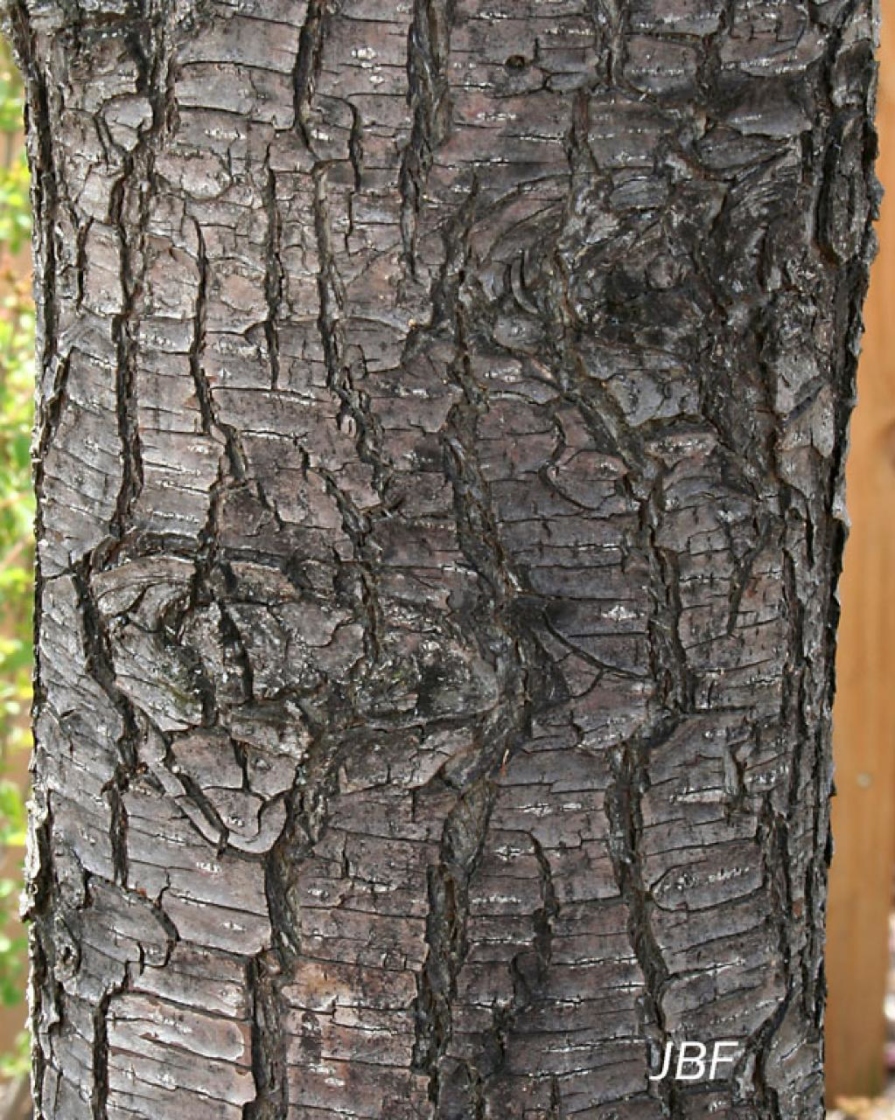 Pyrus calleryana ‘Chanticleer’ (Chanticleer callery pear), bark