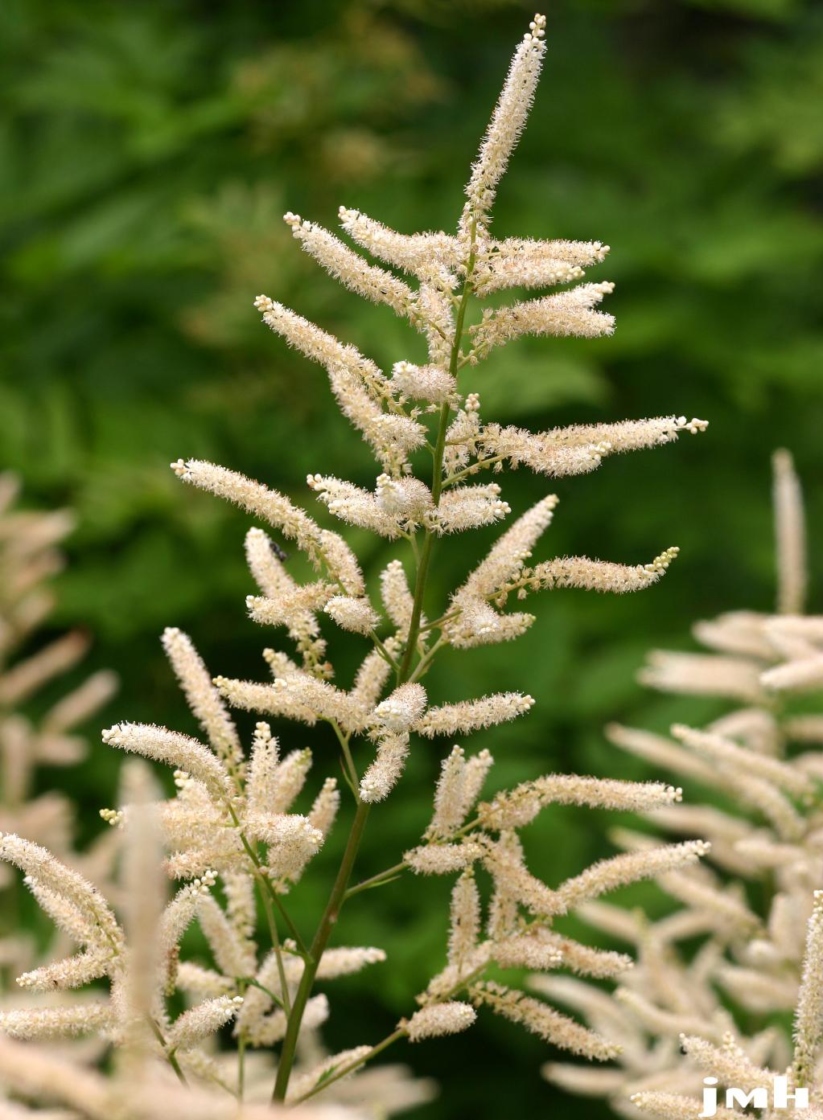 Aruncus dioicus (Walter) Fernald (goat’s beard), flowers