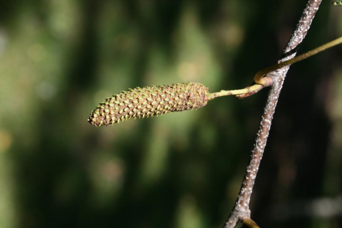 Gray Birch - - Purdue Fort Wayne