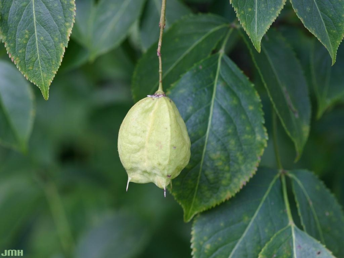 Staphylea trifolia L. (American bladdernut), close-up of fruit