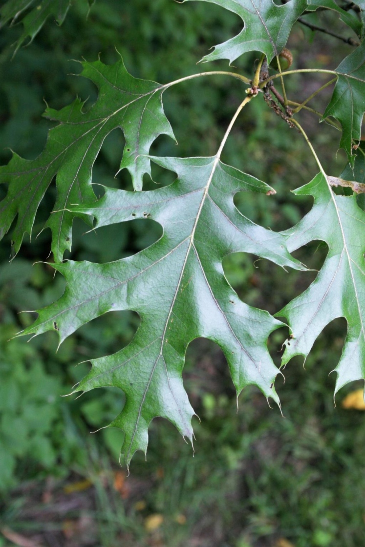 Hill's oak | The Morton Arboretum