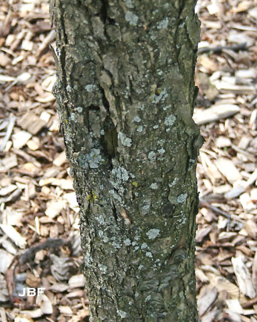 Wild plum | The Morton Arboretum