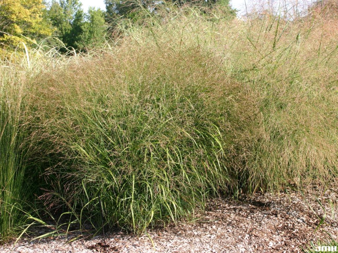 Switch grass The Morton Arboretum