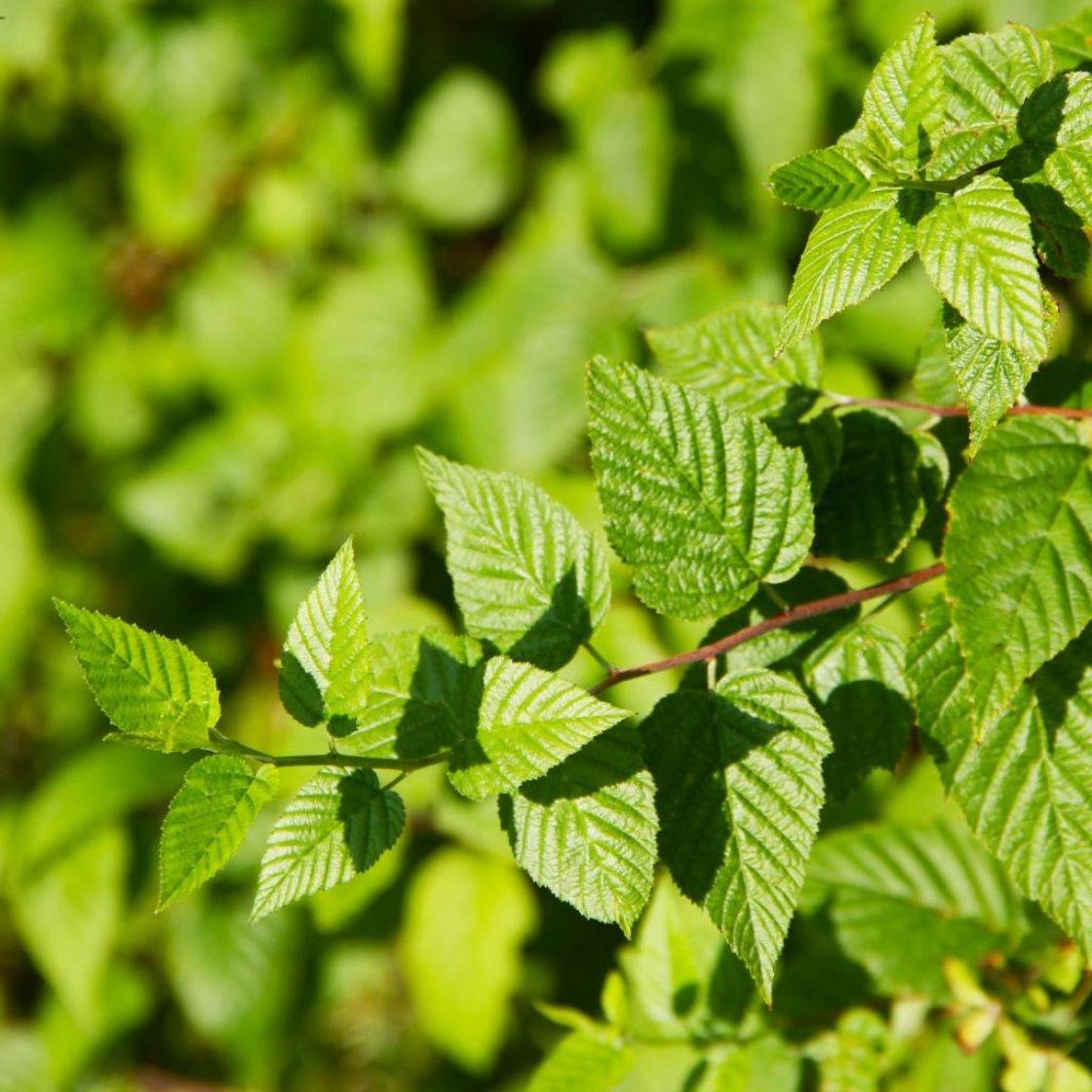Neviusia alabamensis Gray (Alabama snow wreath), leaves