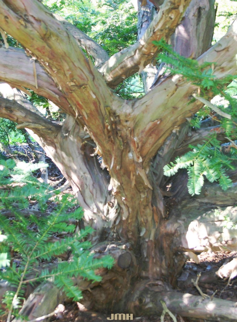 Taxus cuspidata Sieb. & Zucc. (Japanese yew), bark