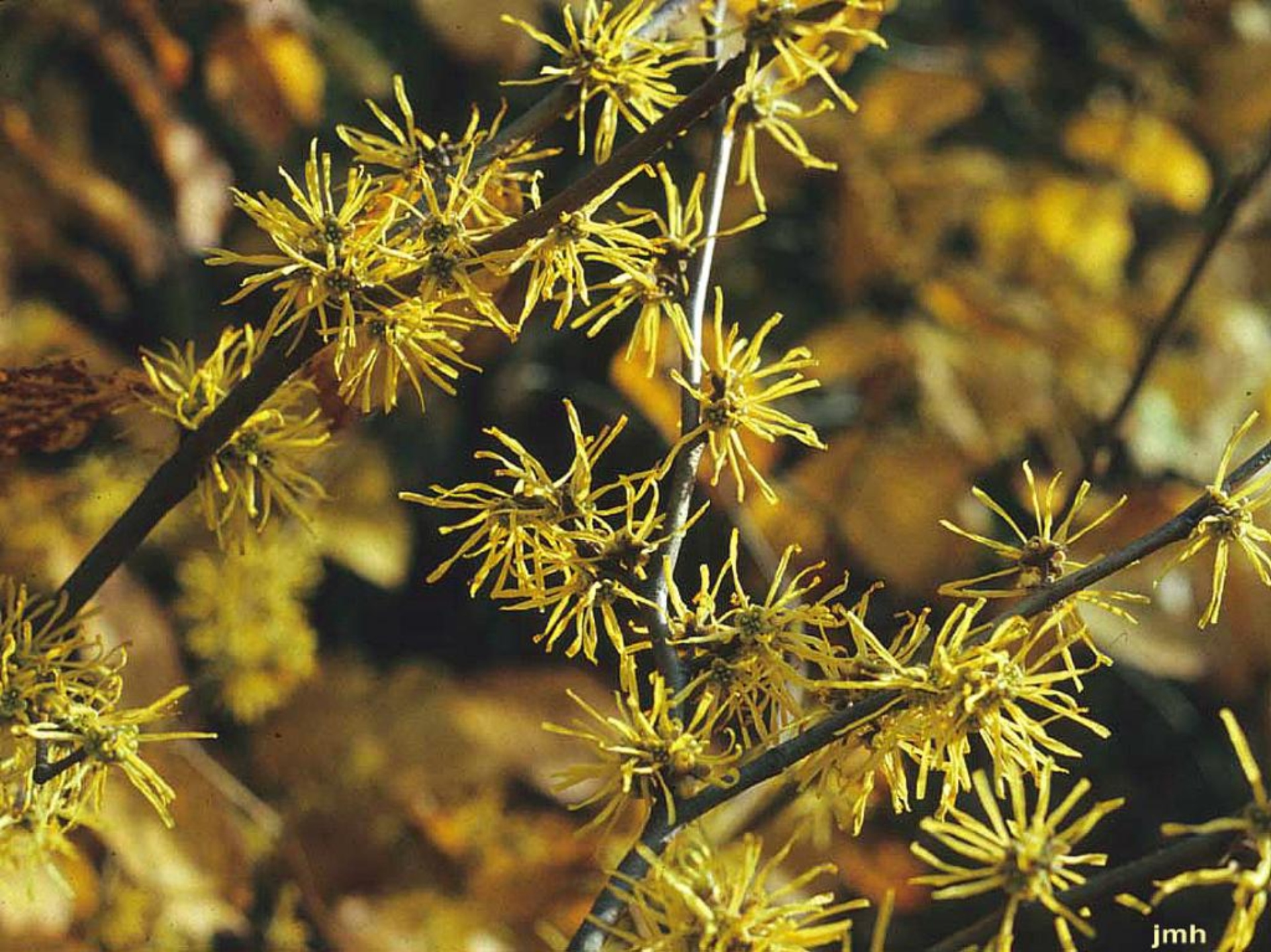 Common witchhazel The Morton Arboretum