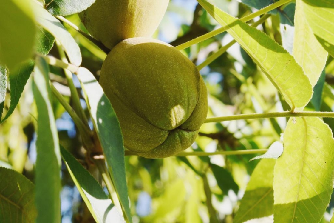 Carya laciniosa (Shellbark Hickory), fruit, immature