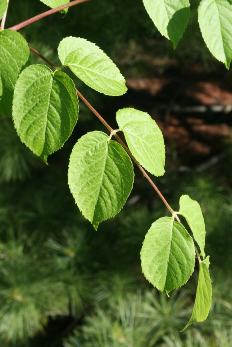 Devil’s walking stick The Morton Arboretum