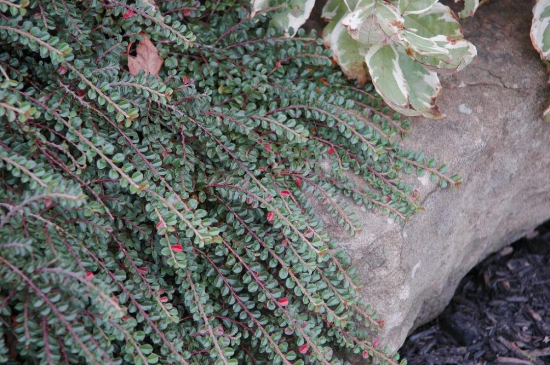 Creeping cotoneaster | The Morton Arboretum