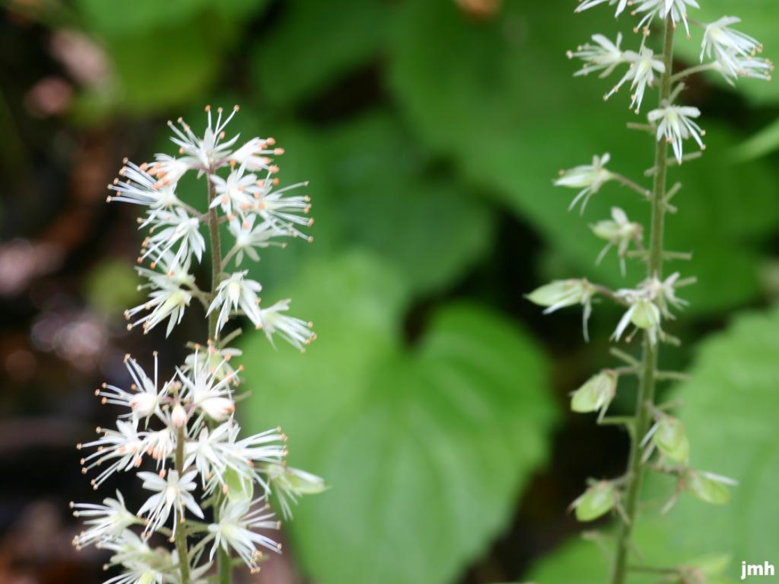 Tiarella cordifolia L. (heart-leaved foamflower), close-up of flowers