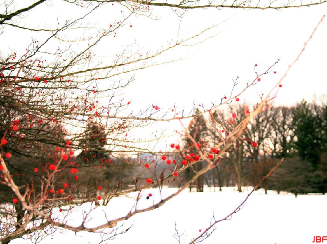Crataegus viridis ‘Winter King’ (Winter King green hawthorn), branch with fruit