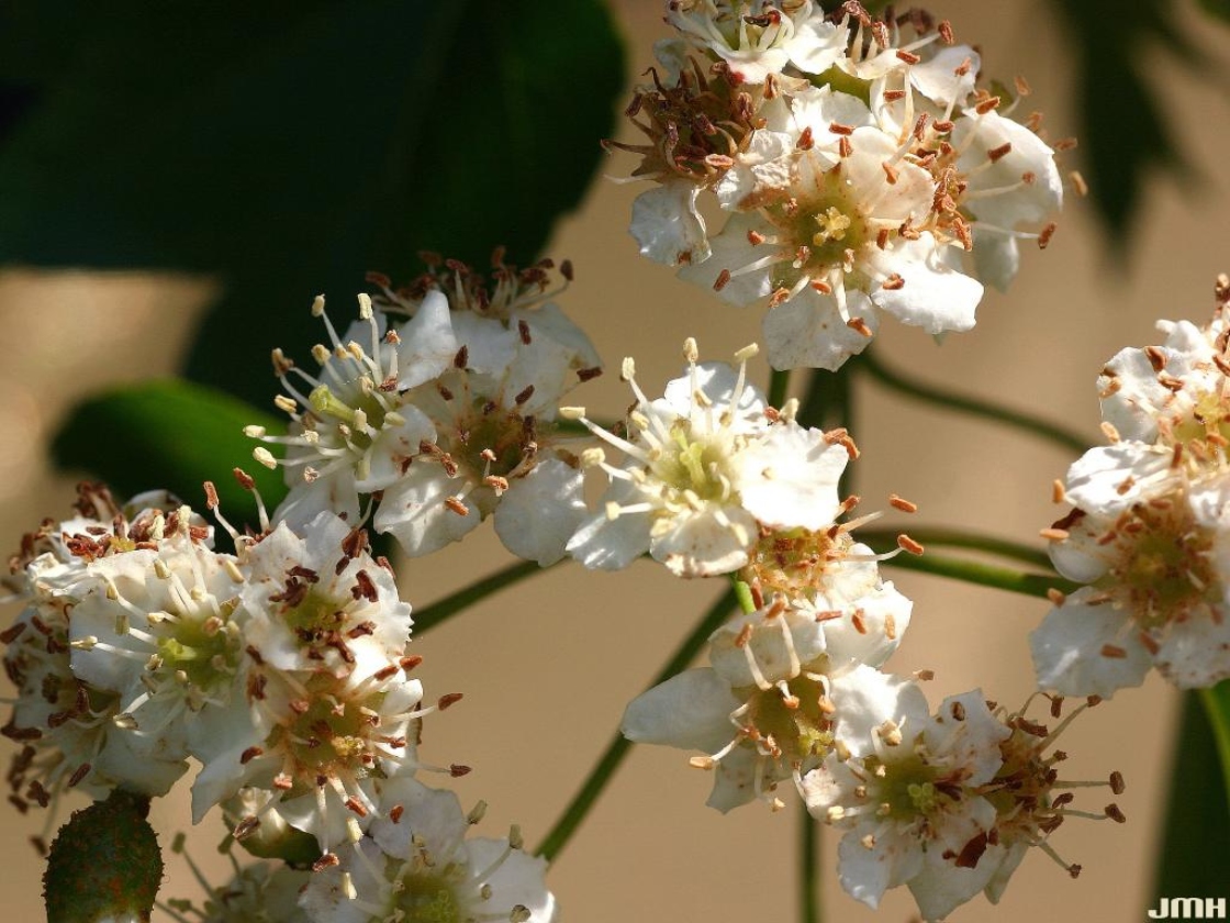 Crataegus phaenopyrum (L. f.) Medicus (Washington hawthorn), flowers