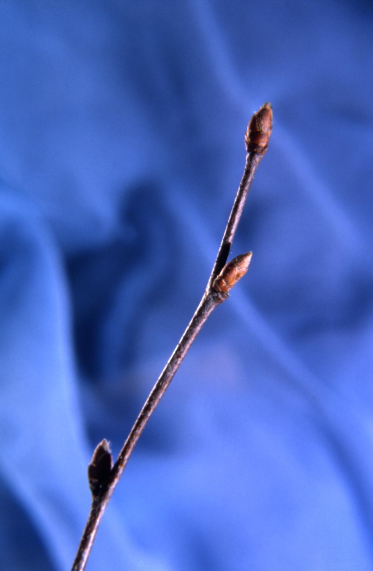 Ostrya virginiana (ironwood), buds