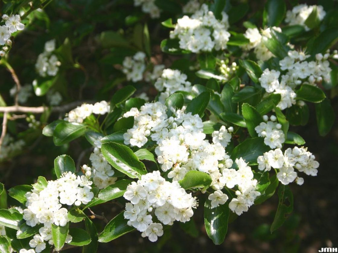 Crataegus crus-galli L. (cockspur hawthorn), flowers