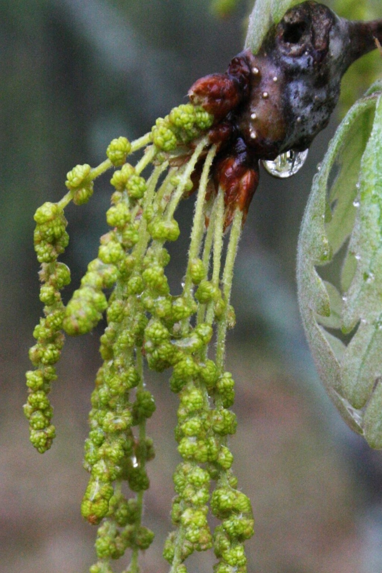 Quercus alba (White Oak), flower, staminate
