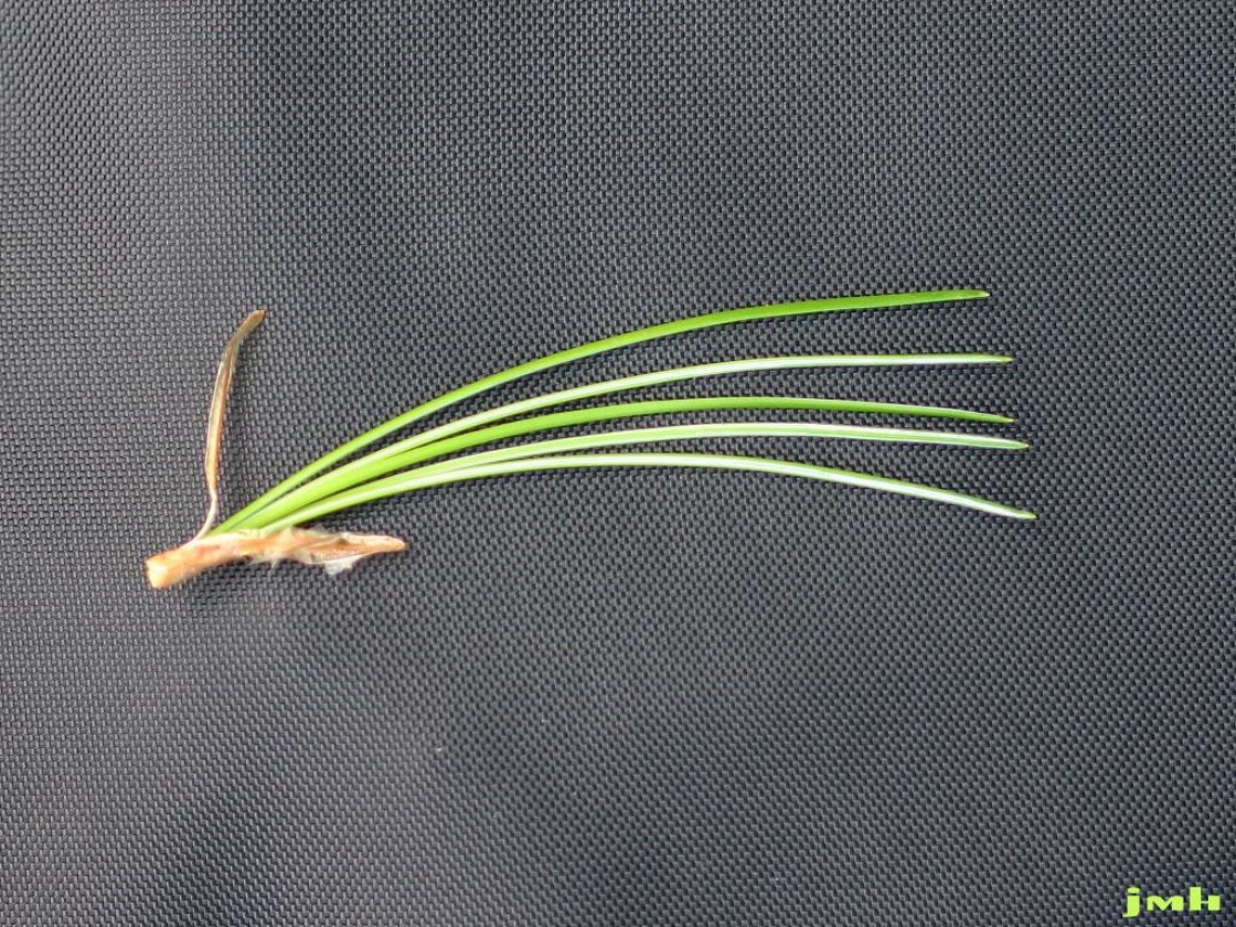 Pinus cembra L. (Swiss stone pine), needle configuration
