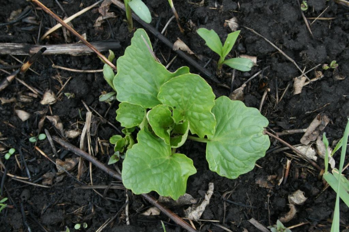 Arnoglossum atriplicifolium (Pale Indian-plantain), habit, spring