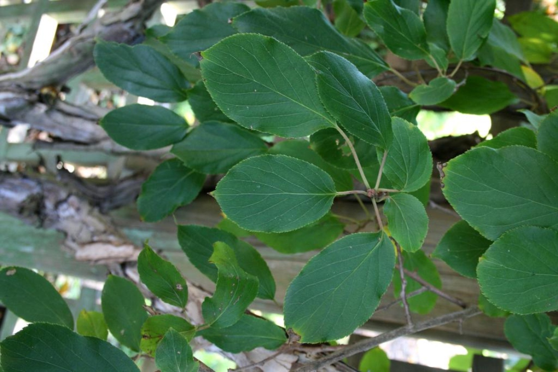 Actinidia arguta (Hardy Kiwi), Leaf, summer, leaf, upper surface