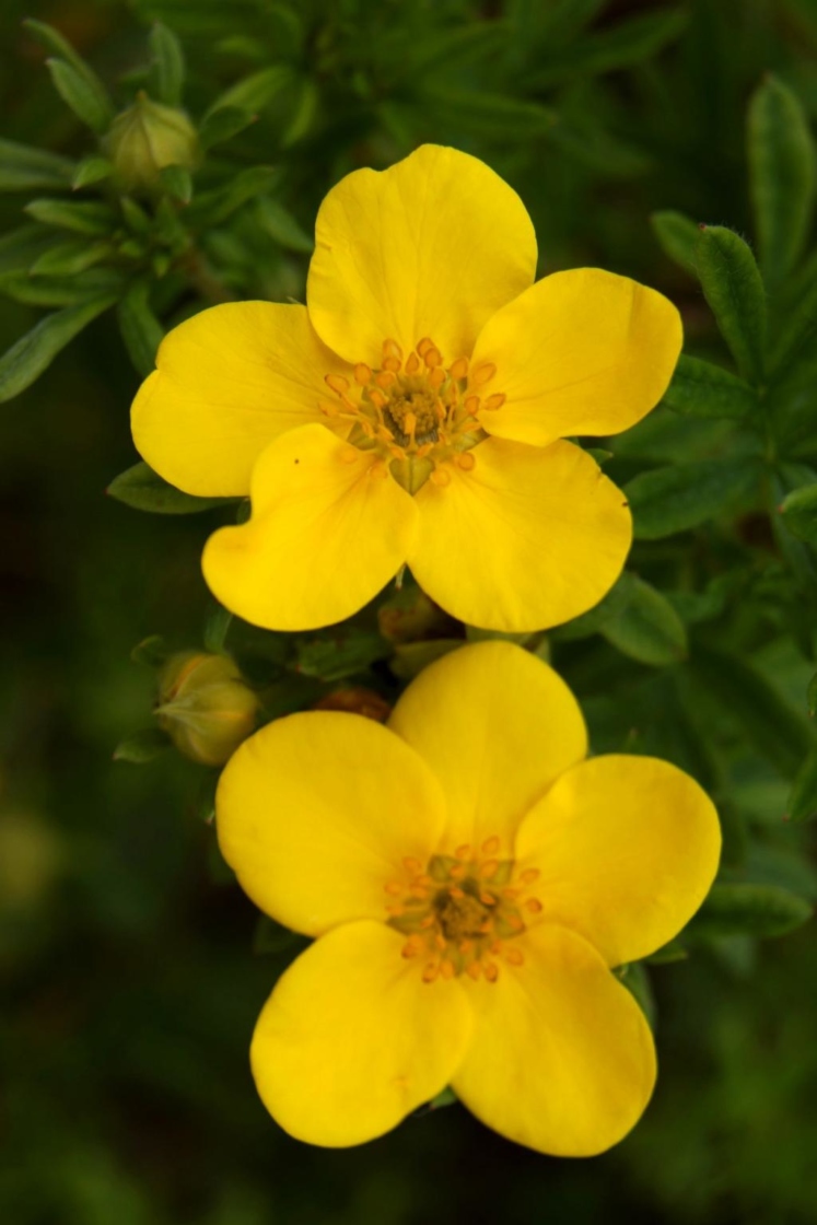 Shrubby Cinquefoil | The Morton Arboretum