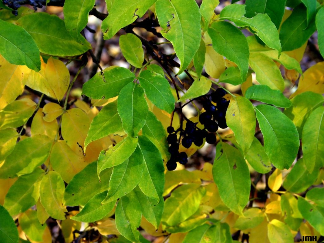 Phellodendron amurense Rupr. (Amur corktree), leaves and fruit