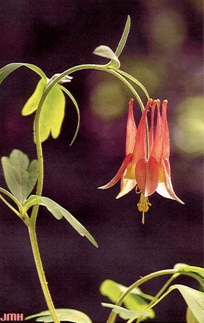 Aquilegia canadensis L. (columbine), flower and leaves