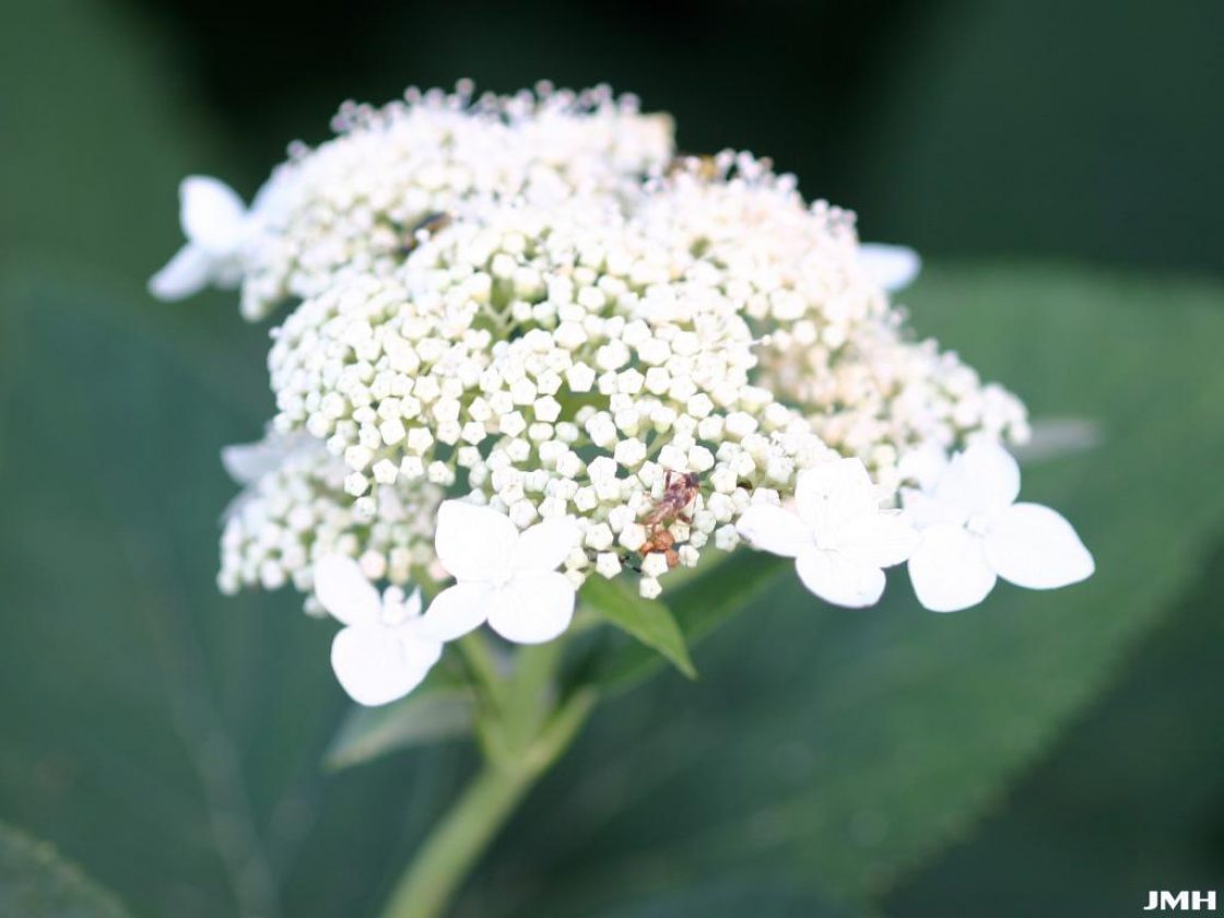 Hydrangea radiata (Silver-leaved hydrangea), inflorescence