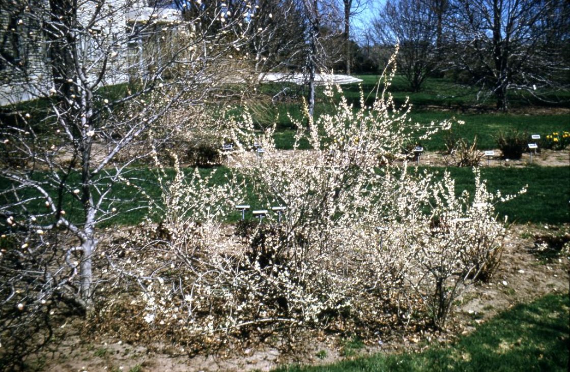 Abeliophyllum distichum Nakai (white-forsythia), habit