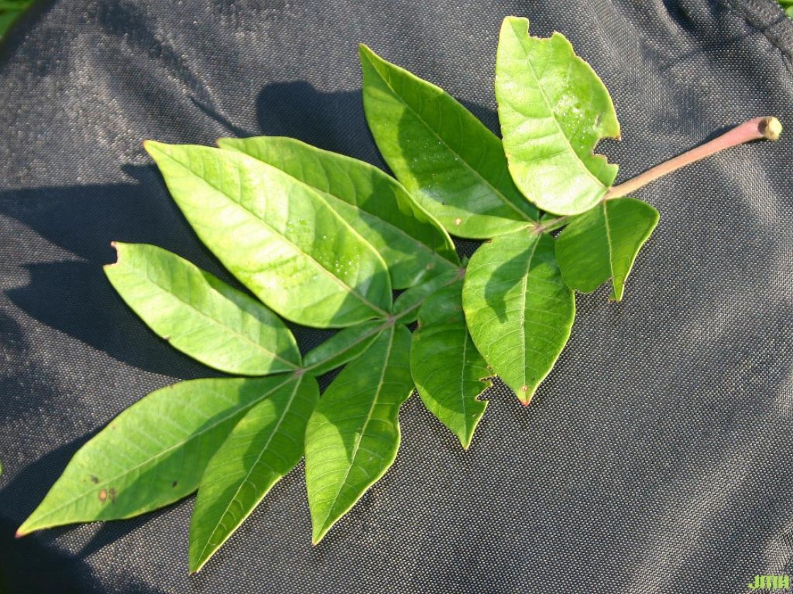 Rhus copallina L. (shining sumac), pinnately compound leaf with winged rachis