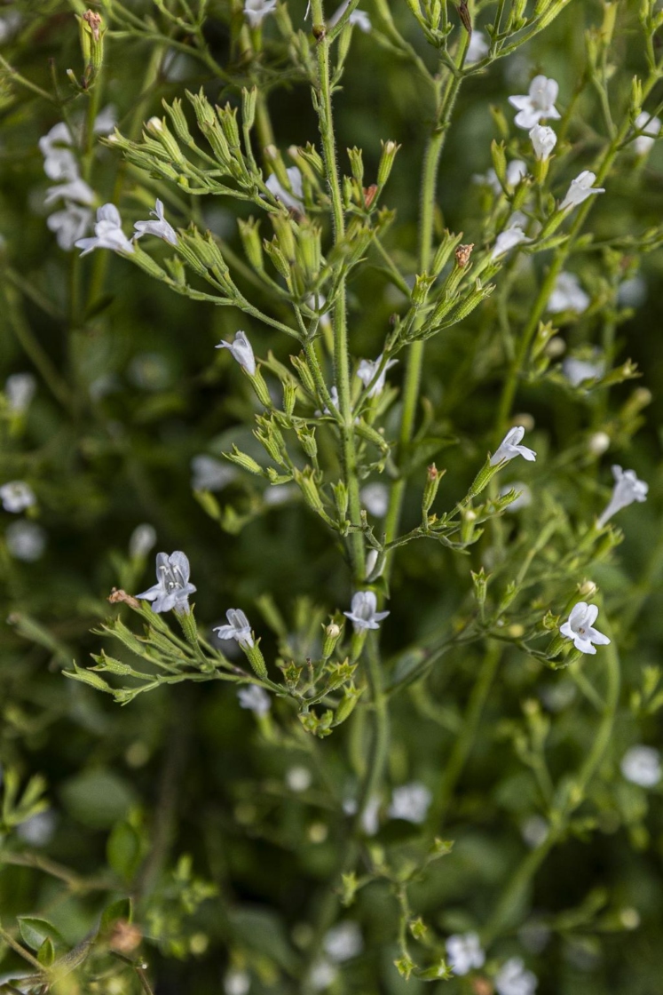 Calamintha nepeta ssp. nepeta (lesser calamint), immature fruit
