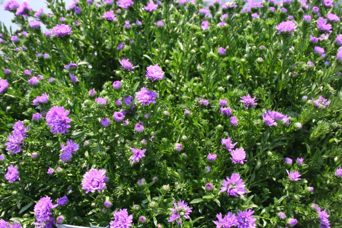 Symphyotrichum novi-belgii (L.) G.L.Nesom 'Henry II' (New York aster), flowers
