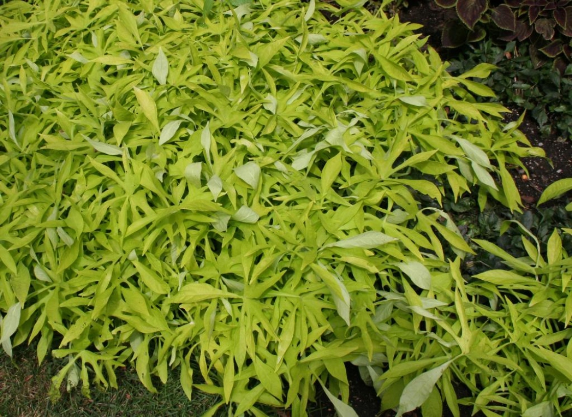 Ipomoea batatas 'Illusion Emerald Lace' (ornamental sweet potato), habit