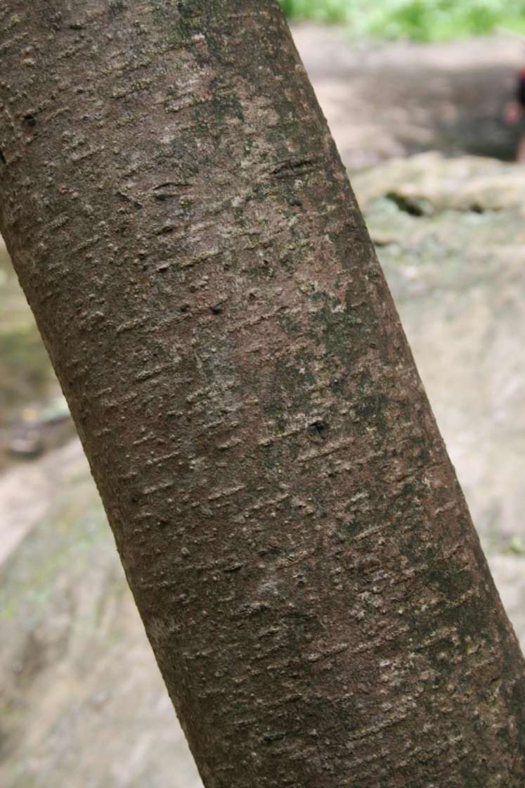 Hamamelis virginiana (Common Witch-hazel), bark, trunk