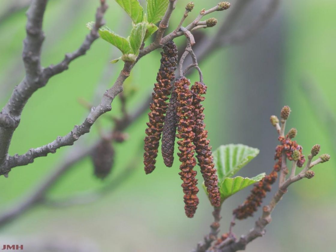 Alnus glutinosa 'Pyramidalis' (Pyramidal European black alder), catkins