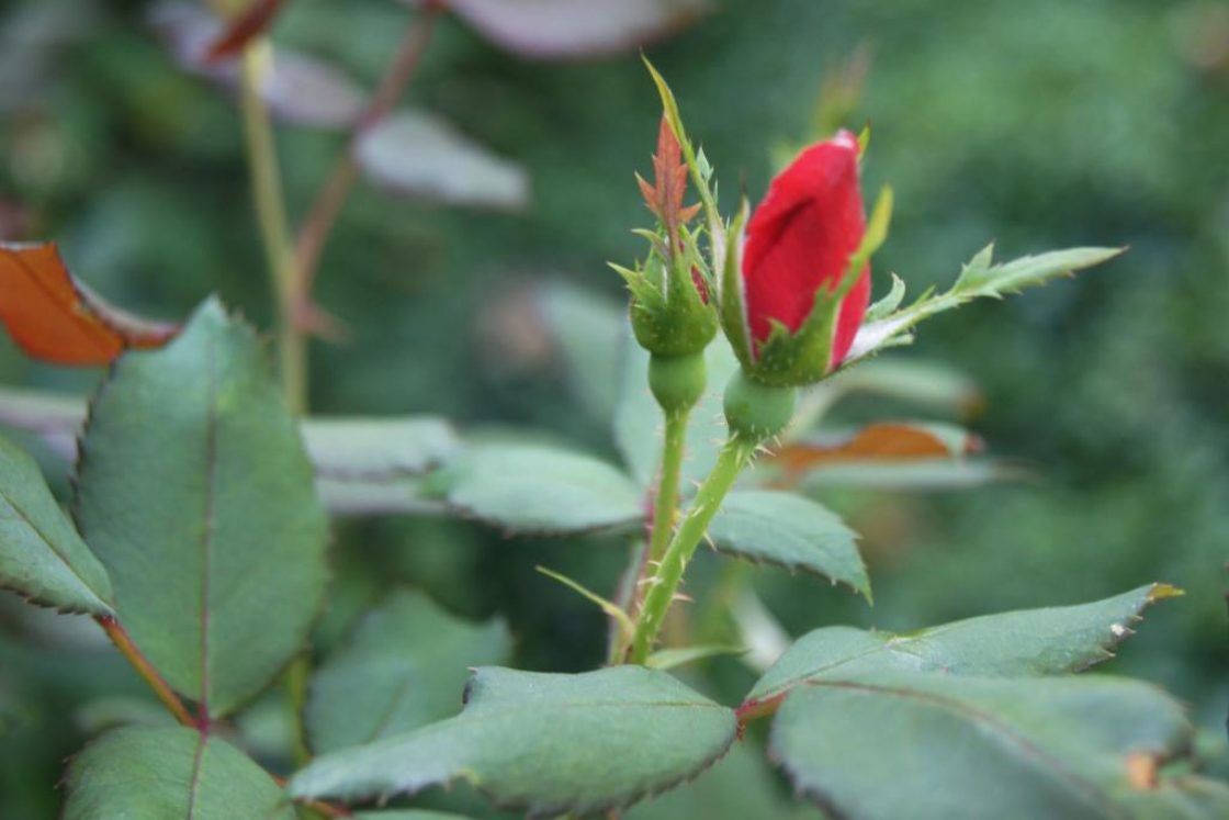 Rosa 'Radrazz' (KNOCK OUT, PP11836) (KNOCK OUT® Rose PP11836), bud, flower