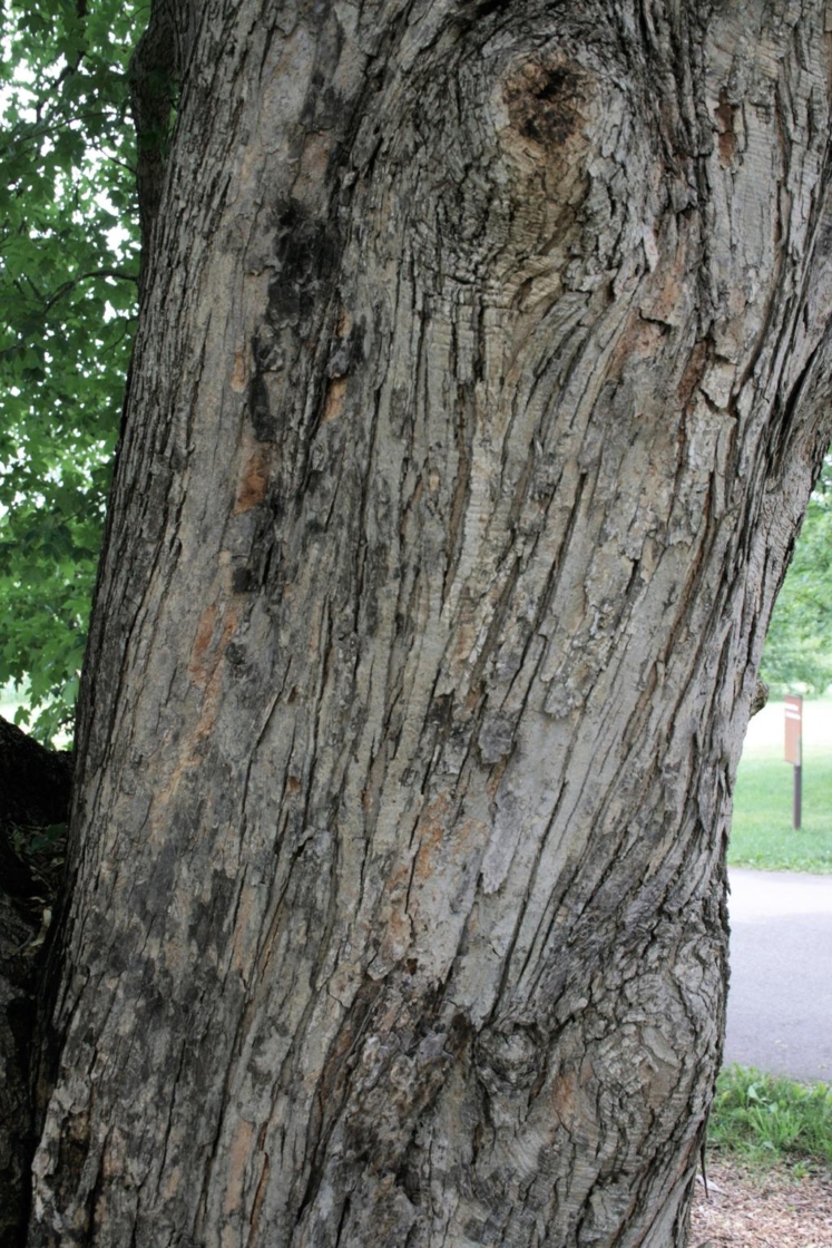 Acer miyabei (Miyabe Maple), bark, mature