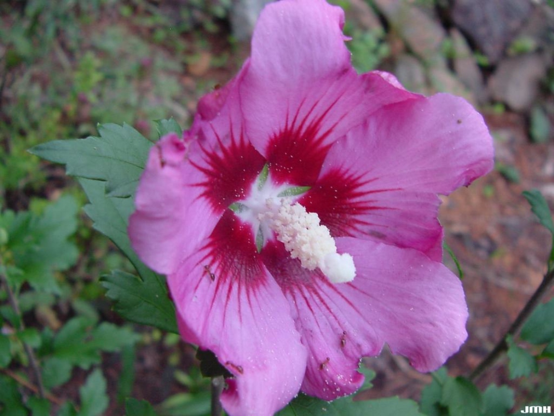 Hibiscus syriacus L. (rose-of-sharon), close-up of flower