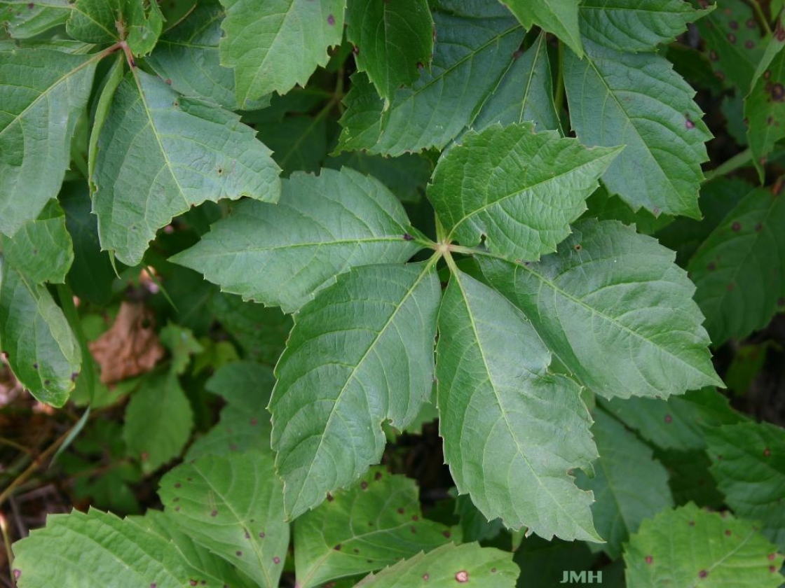 Virginia Creeper Vine - Urban Forest Dweller