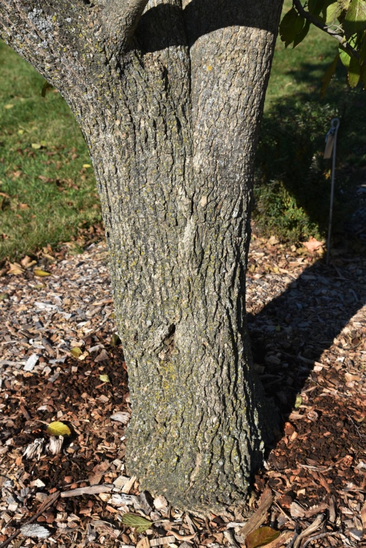 Eucommia ulmoides (Hardy Rubber-tree), bark, trunk
