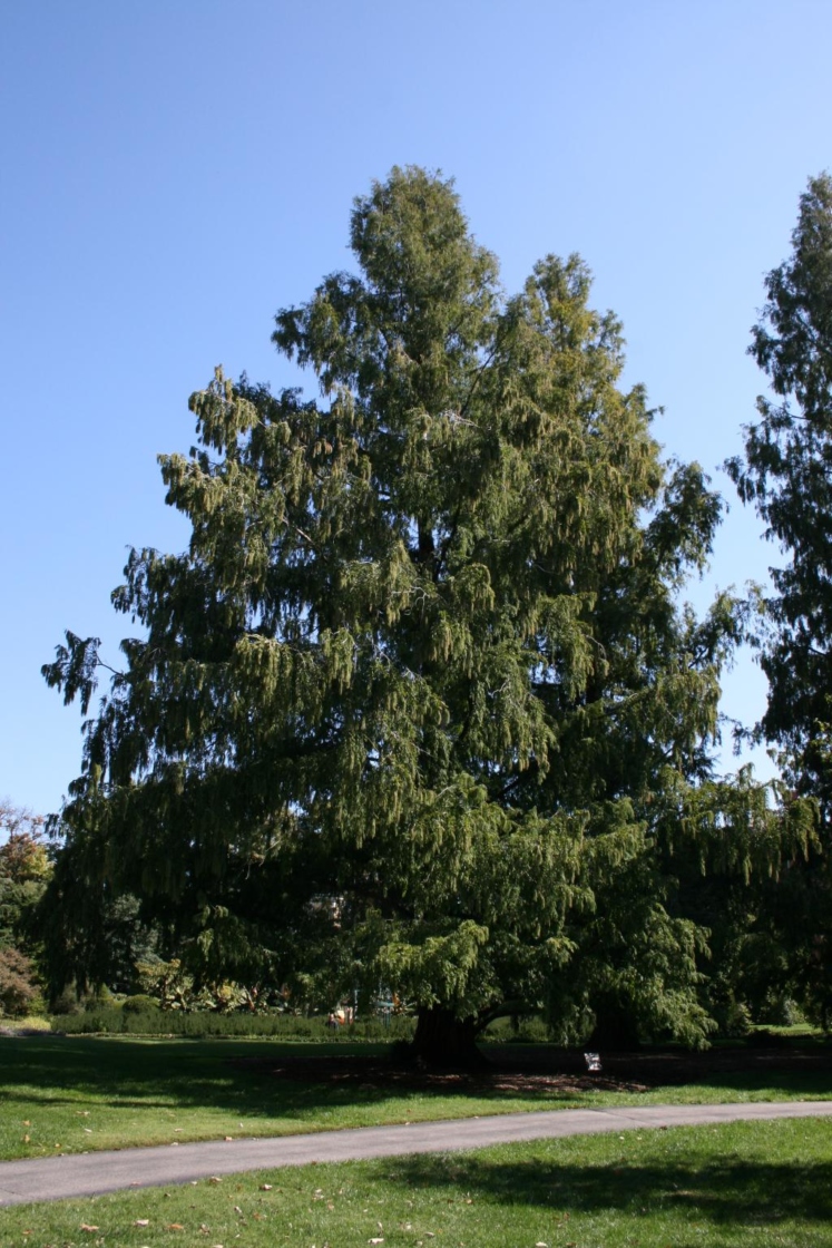 Metasequoia glyptostroboides (Dawn-redwood), habit, fall